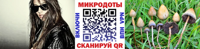 Галлюциногенные грибы Psilocybine cubensis  Купить  Игарка 